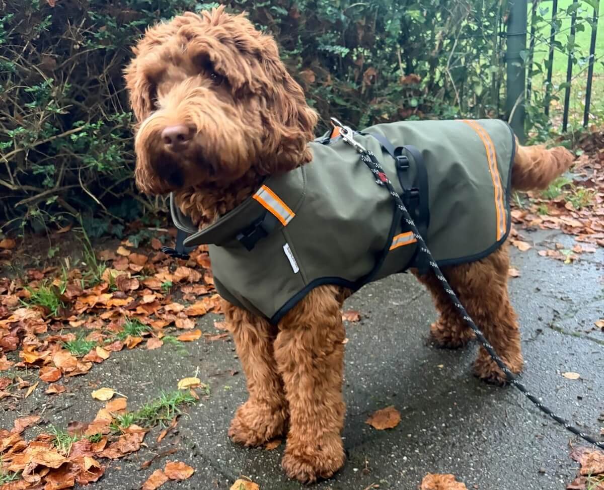 Regenjas labradoodle