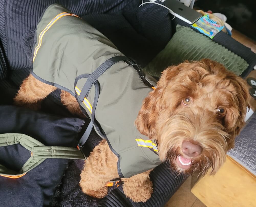 Regenjas waterafstotend waterdicht labradoodle