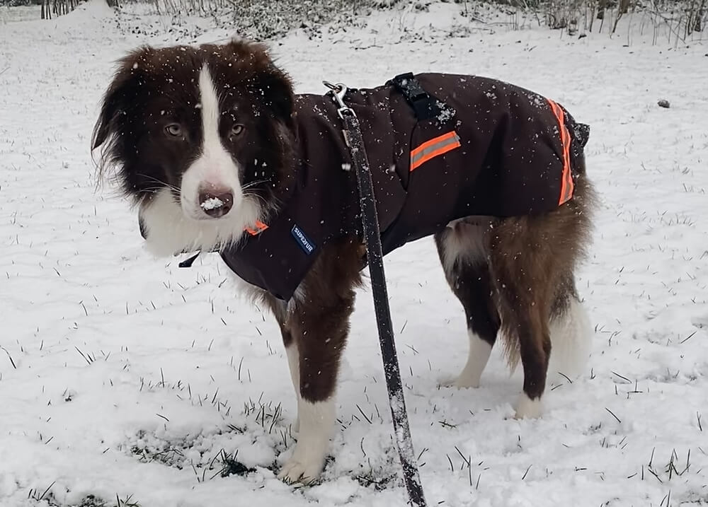 Winterjas Border Collie hond