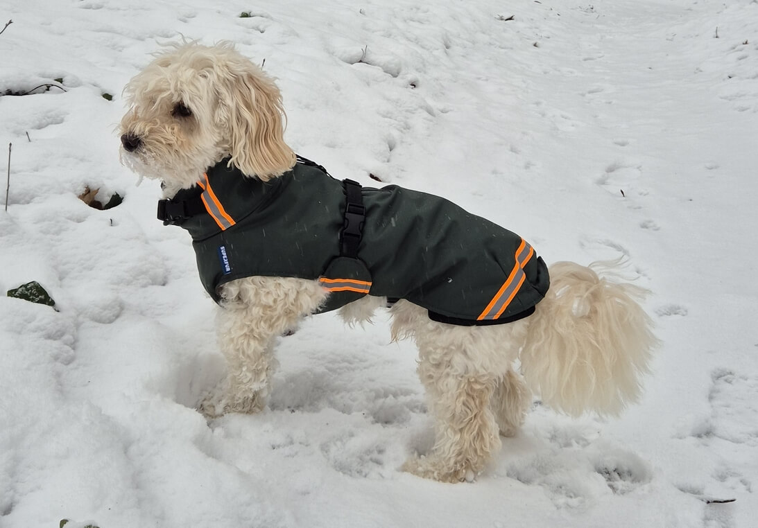 Winterjas labradoodle
