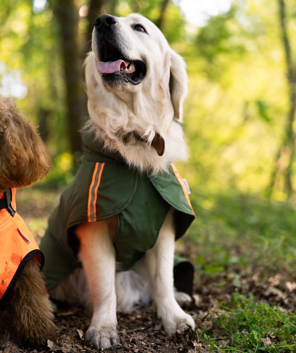 Hondenjas regenjas hond jas hond reflectie glow in the dark grote hond