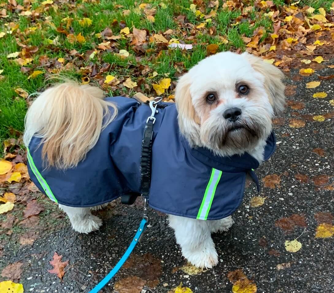 Regenjas jas kleine hond korte pootjes Lhasa Apso