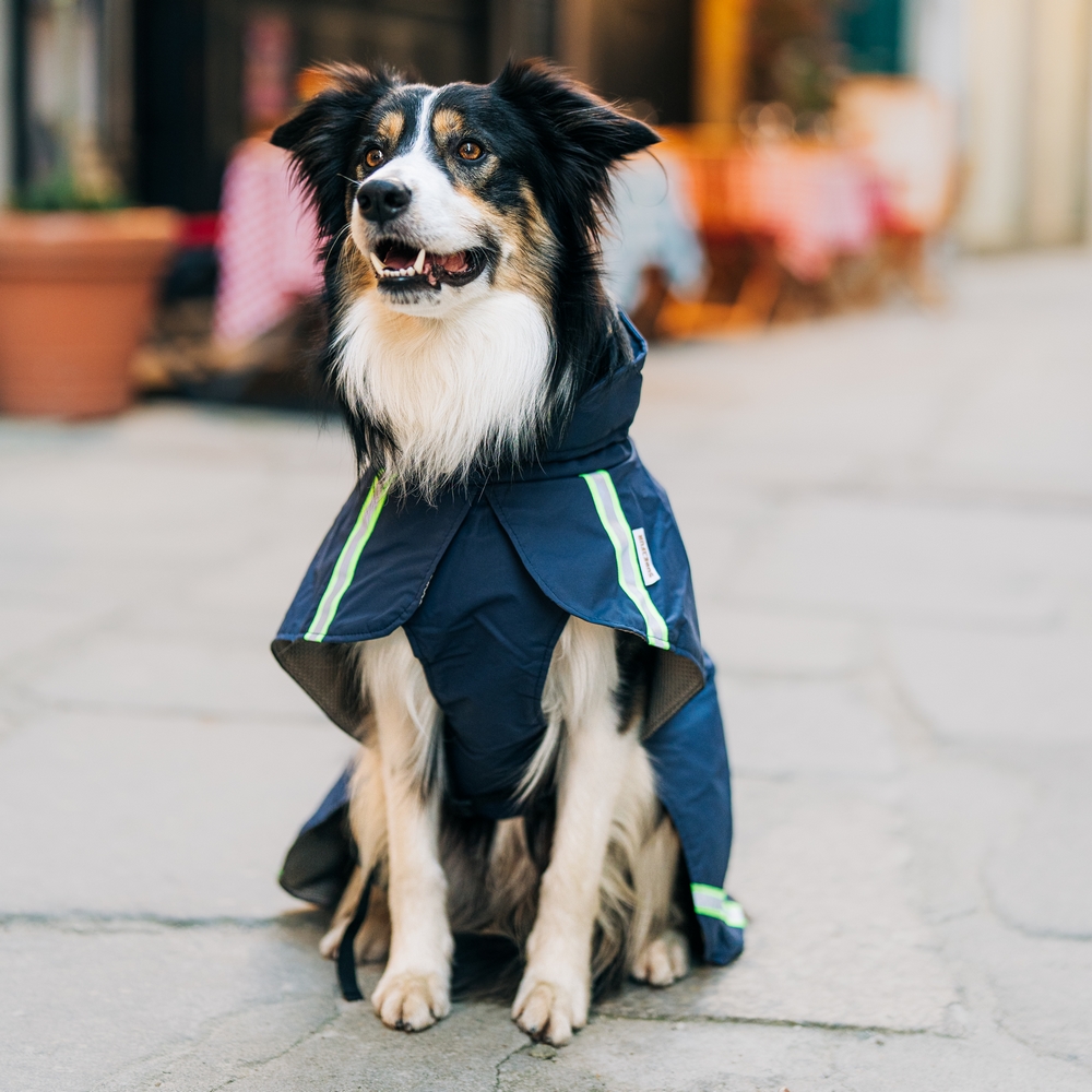 Waterdichte regenjas hond hondenjas jas hond
