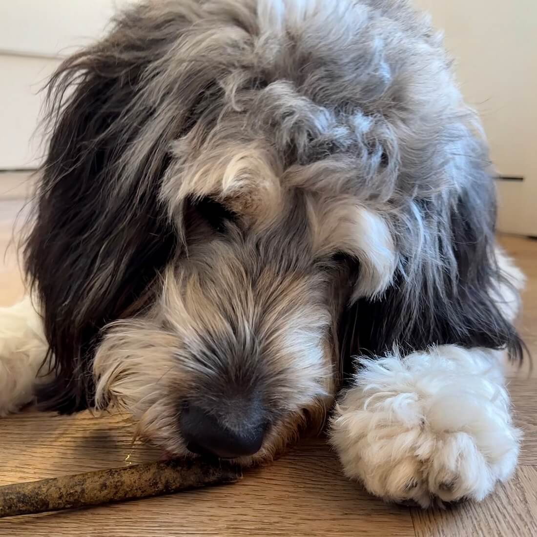 natuurlijke ontworming hond