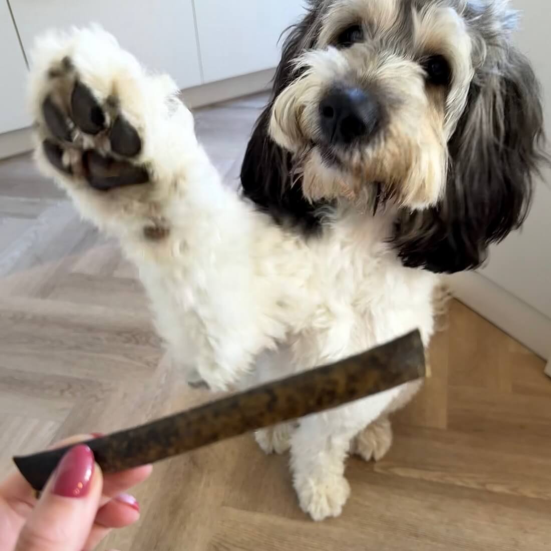 ontwormen hond alternatief