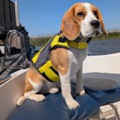 beste zwemvest voor honden