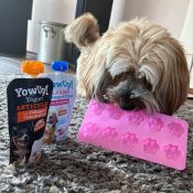 Zelf ijsjes hond maken
