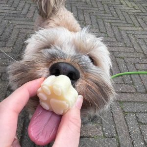 Zelf ijsjes hond maken zomer
