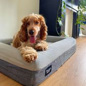 Beste orthopedische hondenmand