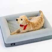 BuddyBeds beste orthopedische hondenmand