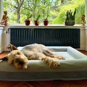 Orthopedische hondenmand ervaringen reviews