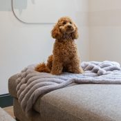 Hondendeken honden deken voor op de bank fleece