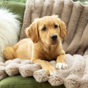 Hondendeken honden deken voor op de bank fleece bruin
