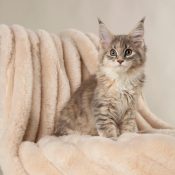 Scruffs Aspen Superzachte deken van luxe imitatiebont kat