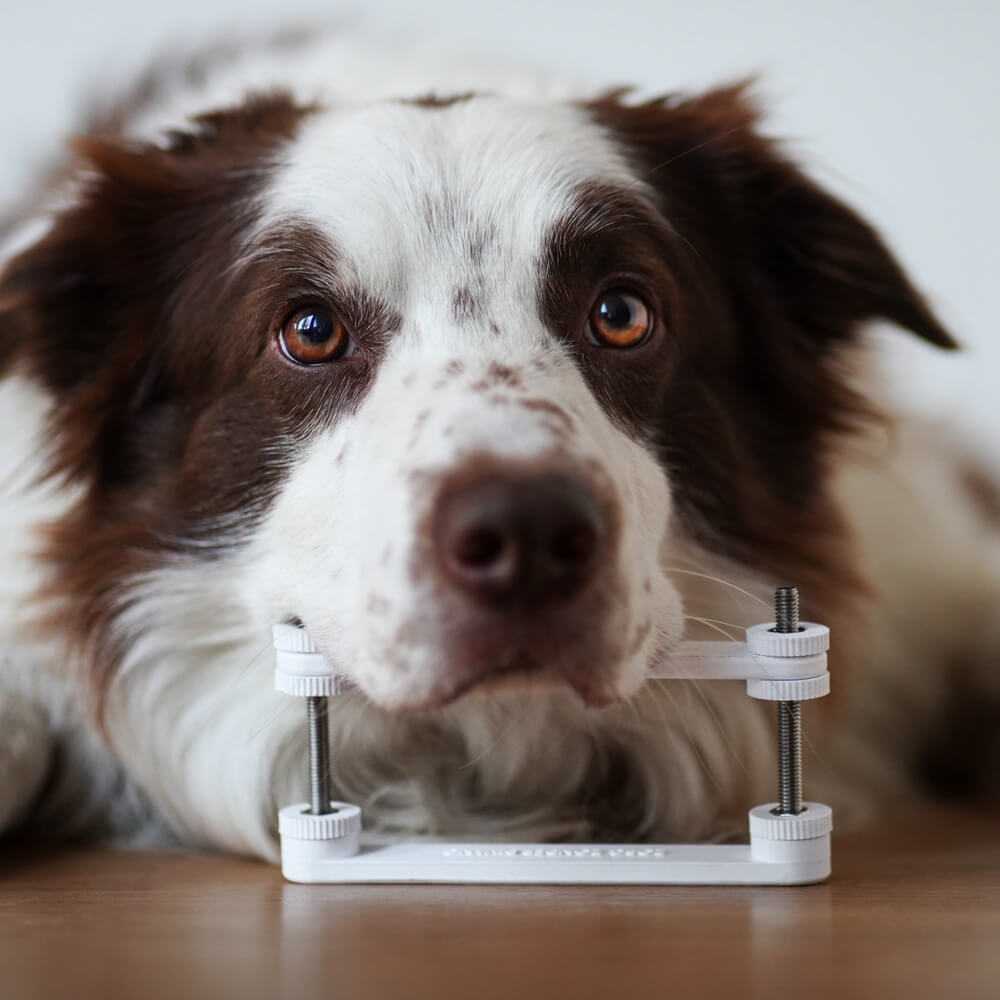 Hoe tandenpoetsen aanleren hond