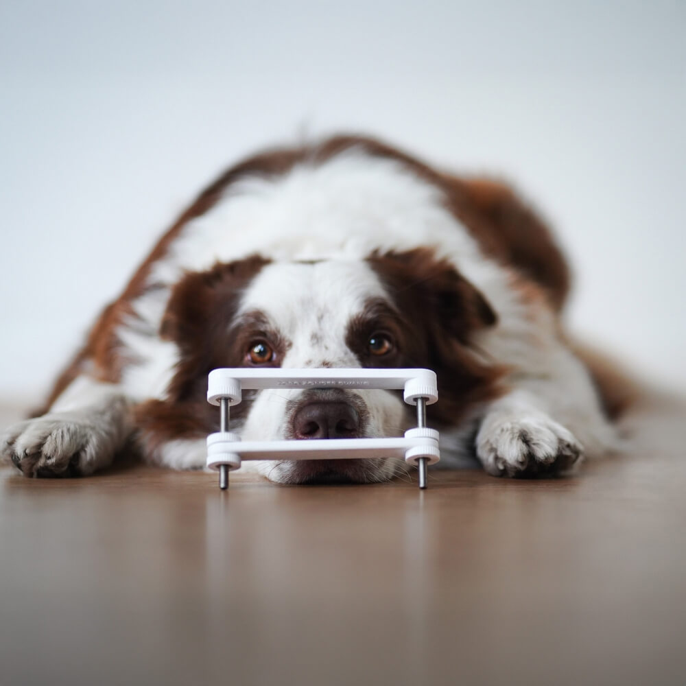 Makkelijk tandenpoetsen hond