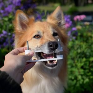 Tand tool tandtool hond tandenpoetsen aanleren zorg zonder dwang zorgzonderdwang
