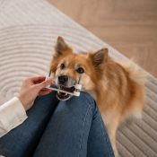 Tand tool tandtool hond tandenpoetsen aanleren zorg zonder dwang zorgzonderdwang aanleren