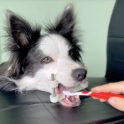 Tand tool tandtool hond tandenpoetsen aanleren zorg zonder dwang zorgzonderdwang tandzorg hond