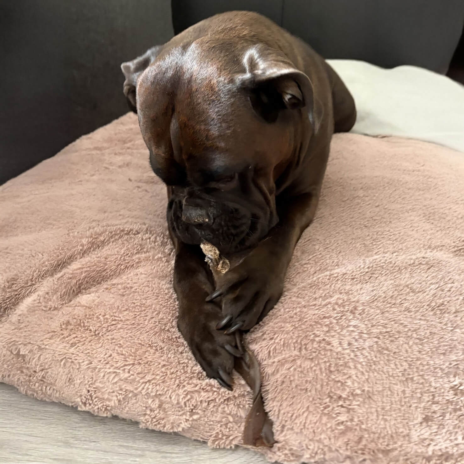 Kamelenhuid hond gevaarlijk