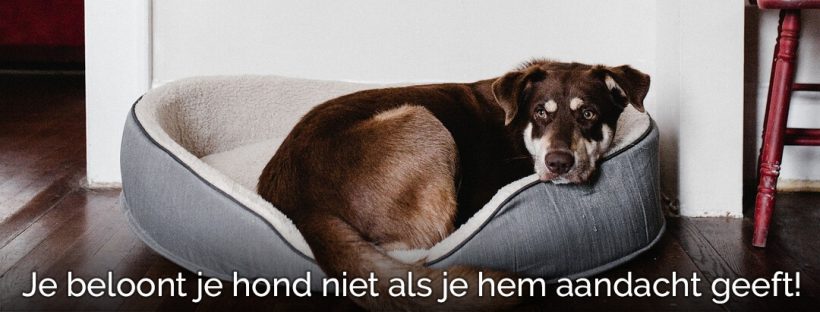 Vuurwerkangst afleren negeren belonen van angst hond hondentraining vuurwerk