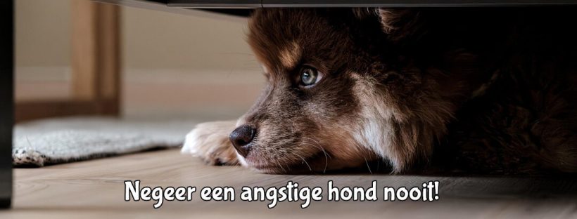 hond wil niet naar buiten door vuurwerk