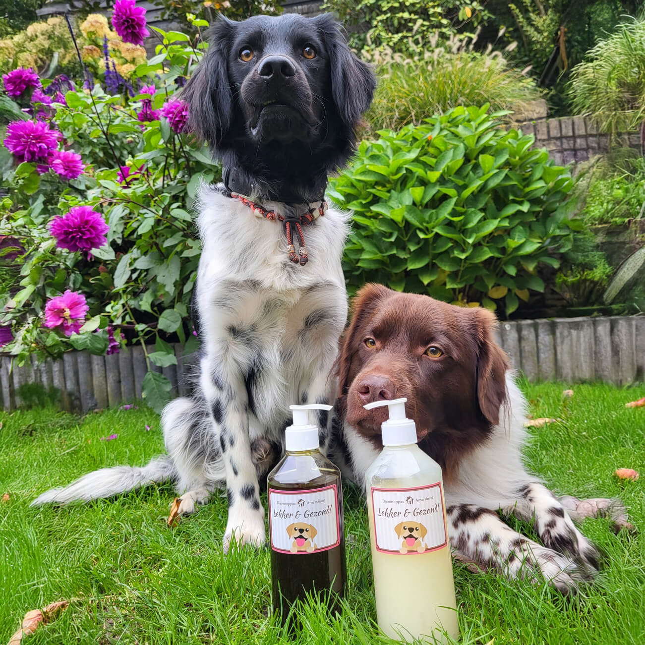 Sardienolie sardineolie hond