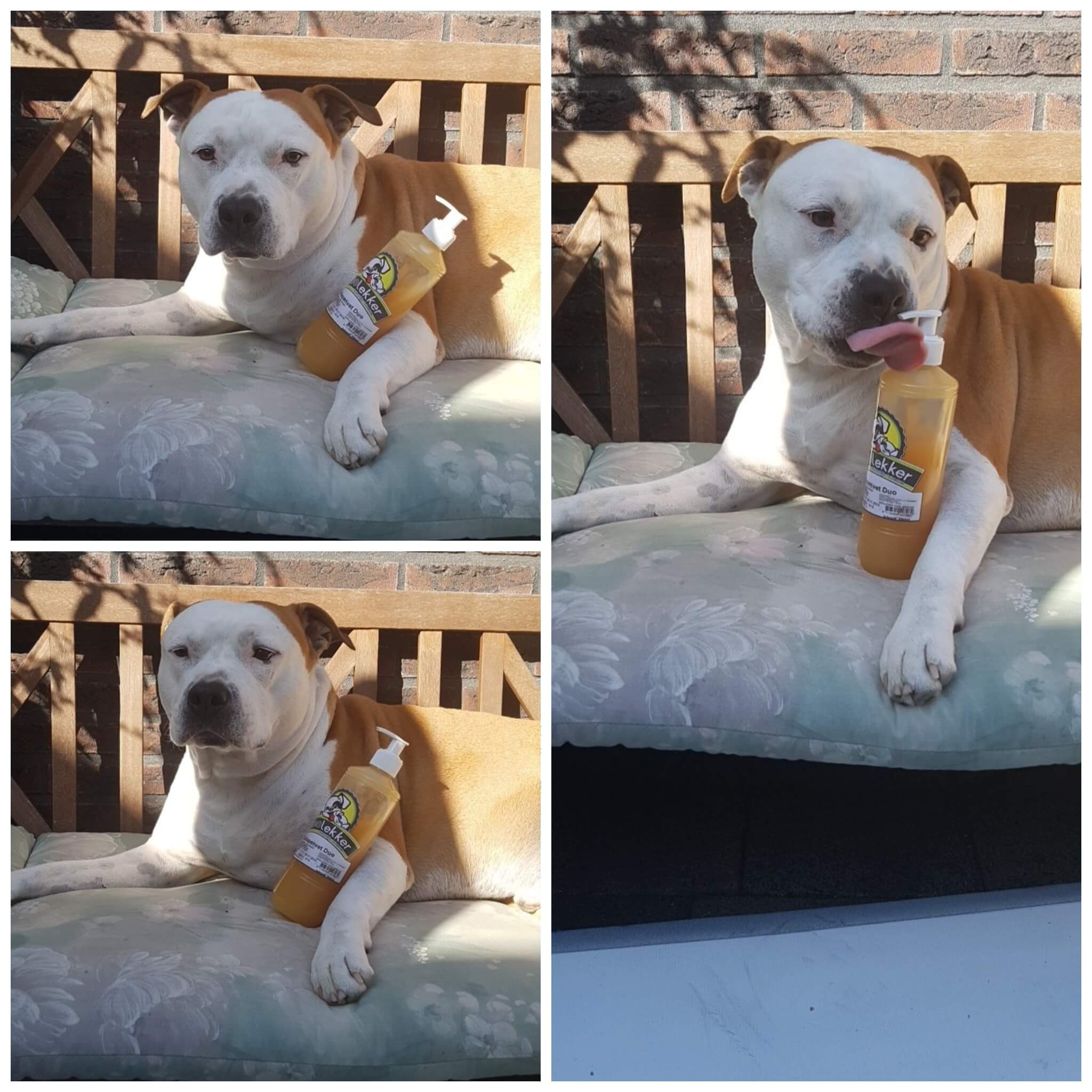 Schapenvet met zalmolie hond