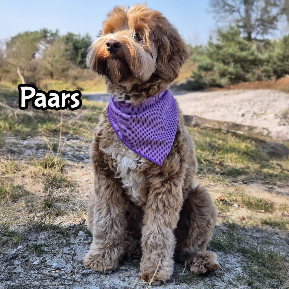 Beste koelhalsband hond