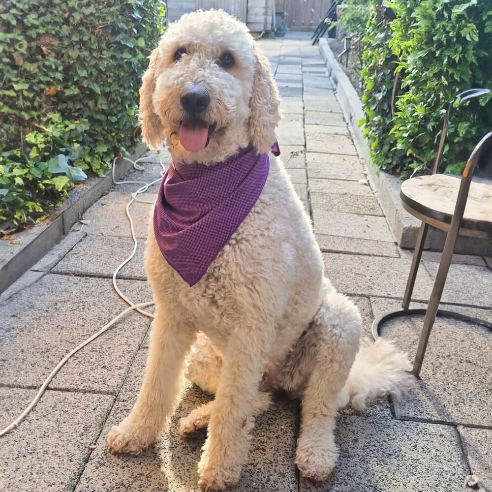 Koelband hond action