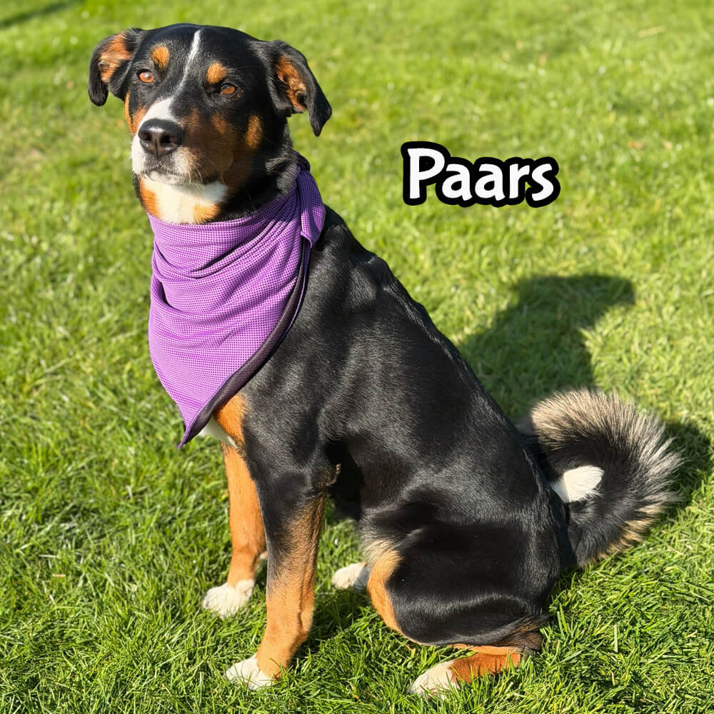 Koelhalsband hond action