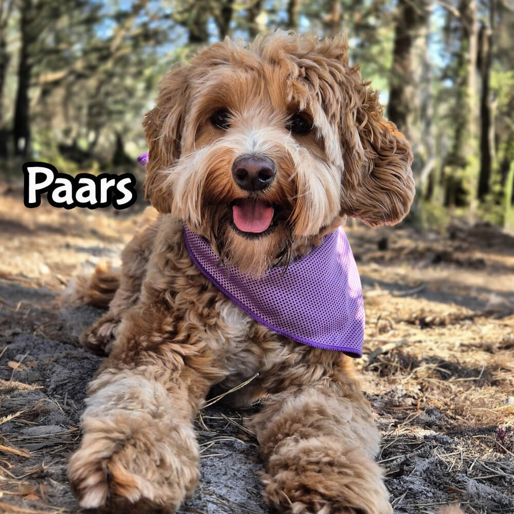 Koelhalsband labradoodle hond