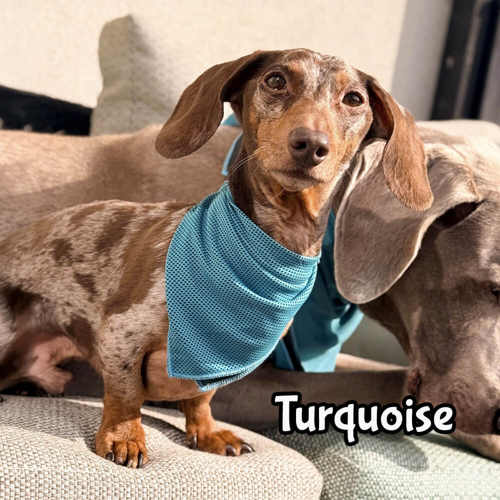 Koelhalsband voor hond