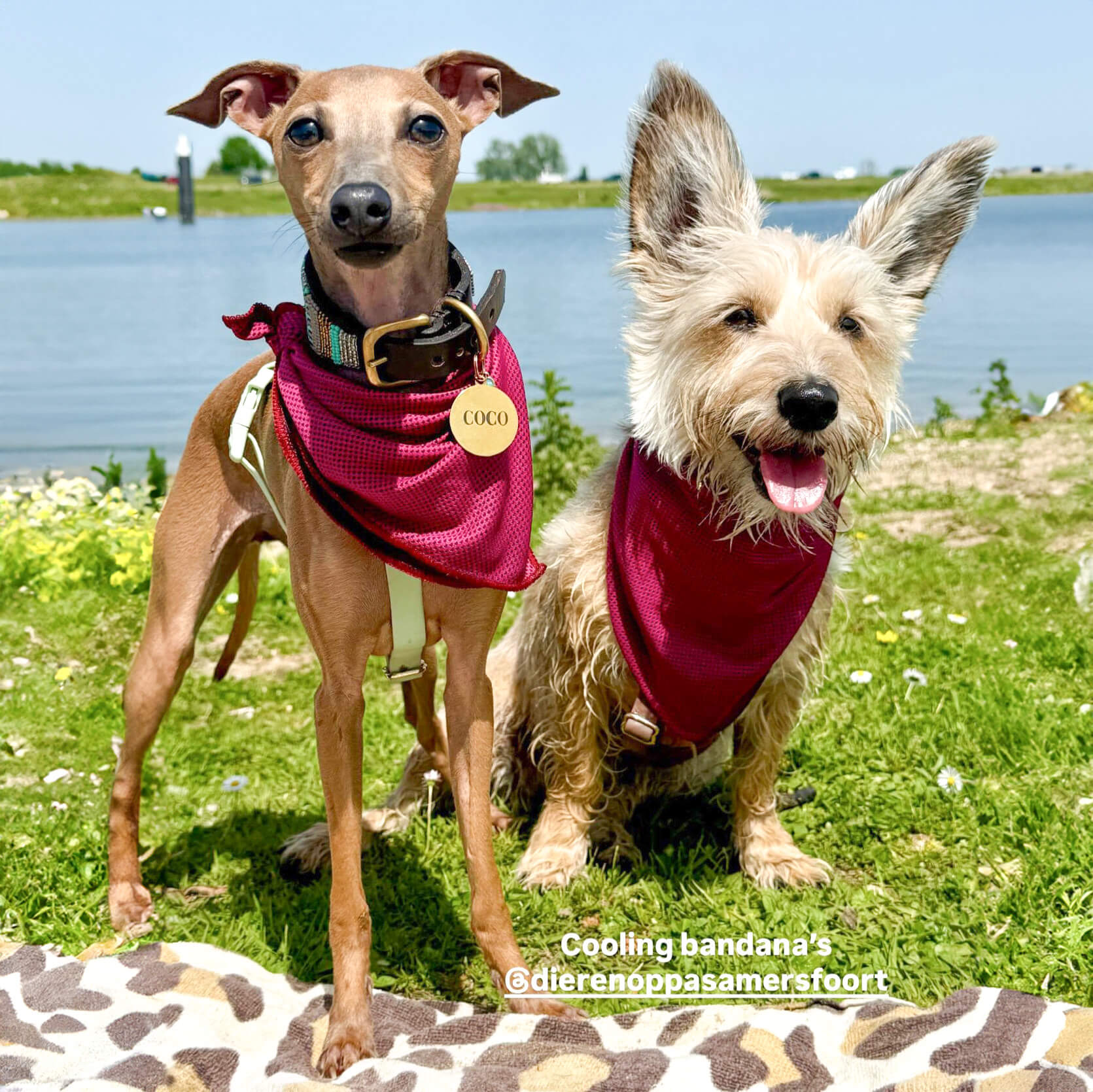 koel bandana hond
