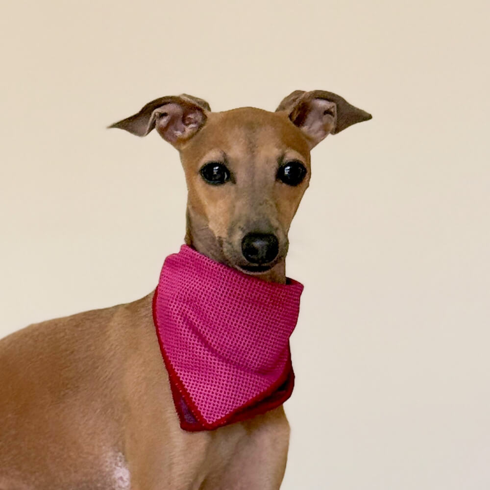 koelband kleine hond