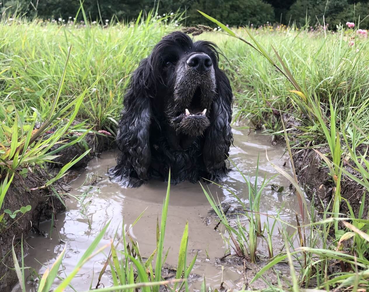 Hond koelen op de rug gevaarlijk