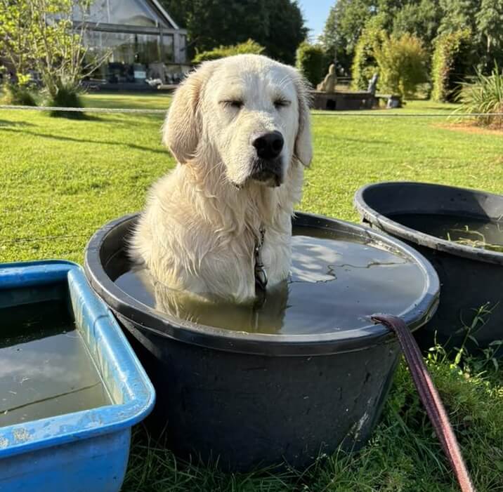 Hond oververhitting afkoelen rug water