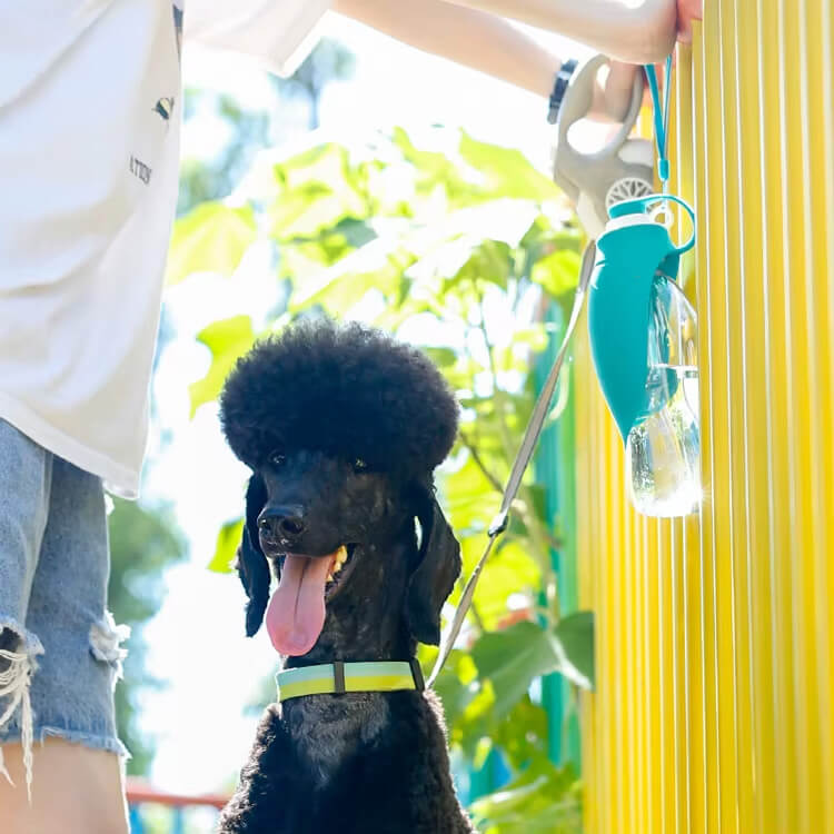 Waterfles hond zomer