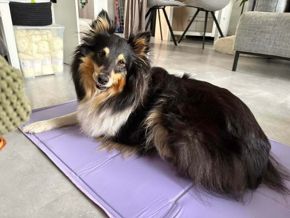 Beste koeldeken hond