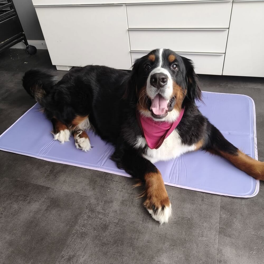 Beste koelmat hond