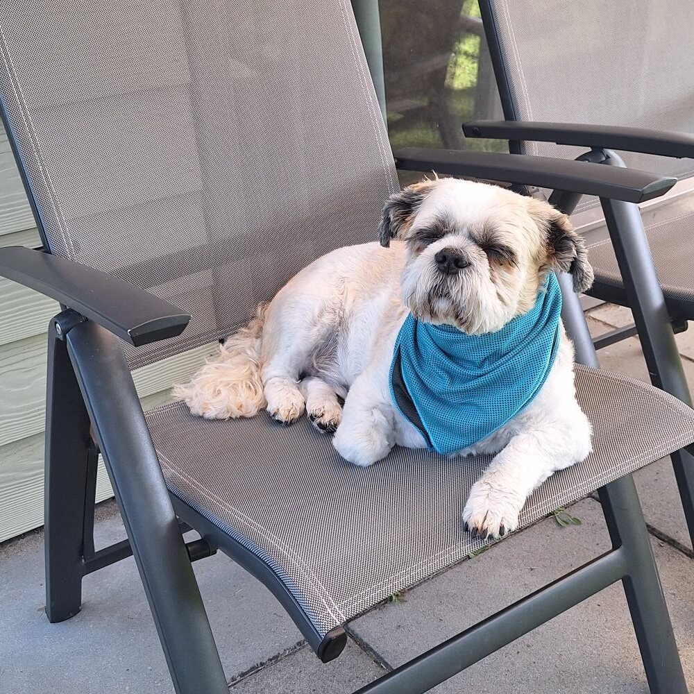 Koelband kleine hond