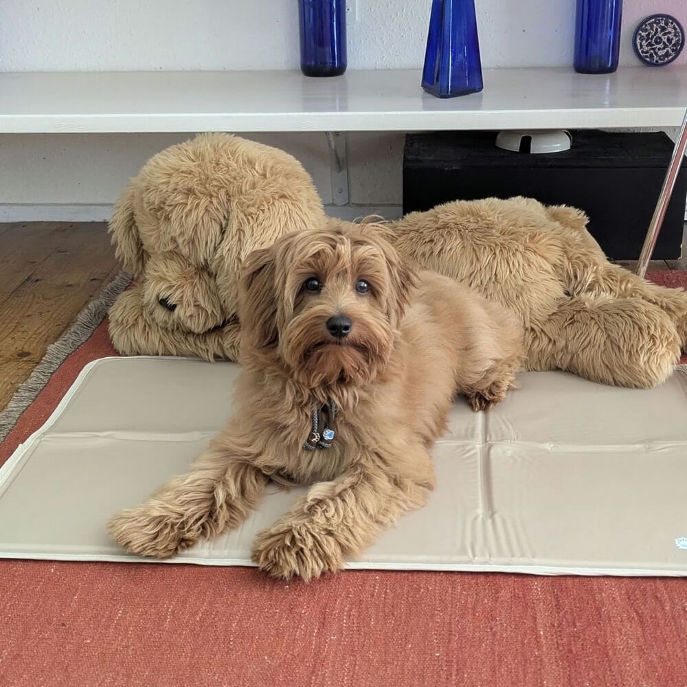 Koeldeken hond