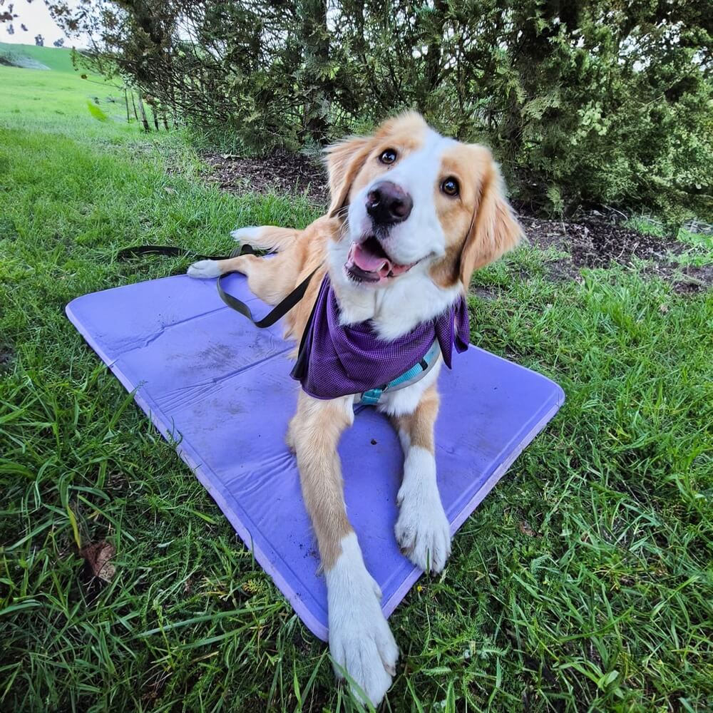 Koelmat hond zonder gel