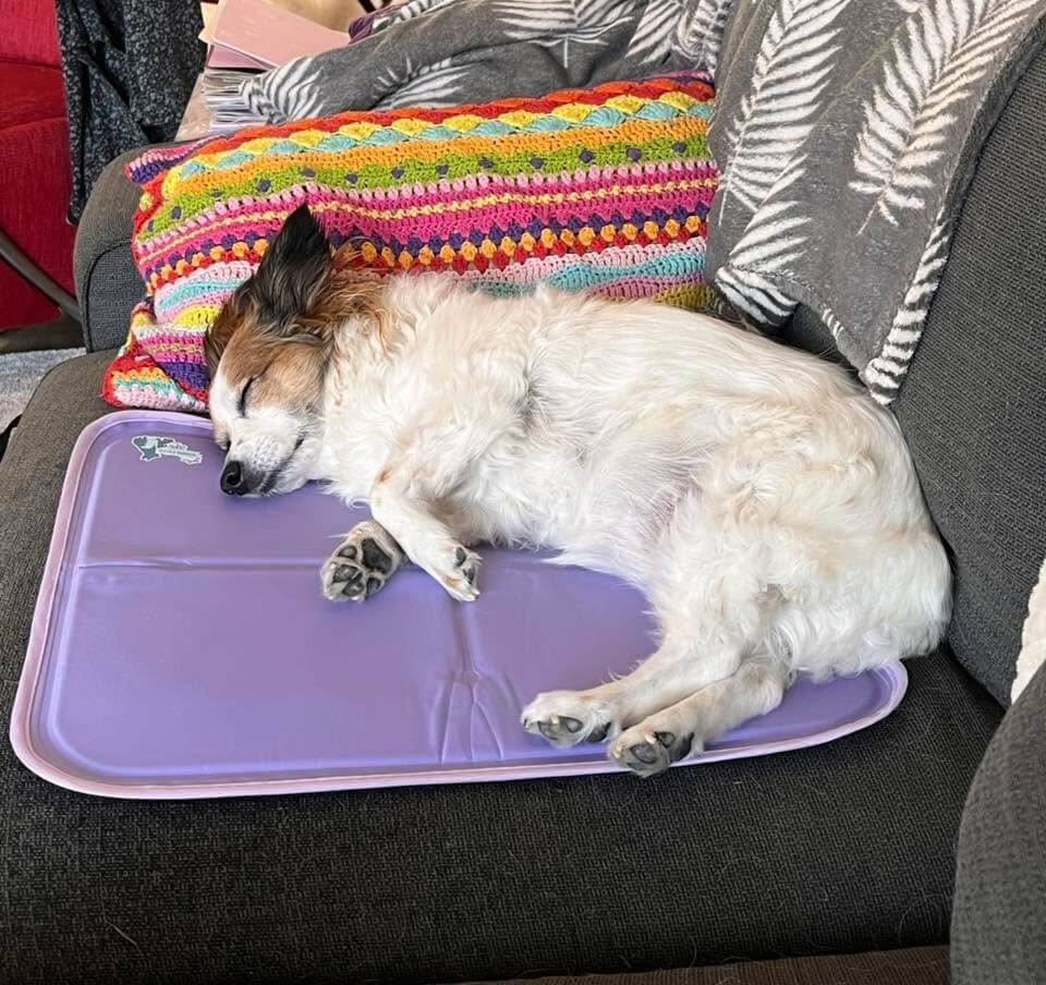Koelmat kleine hond