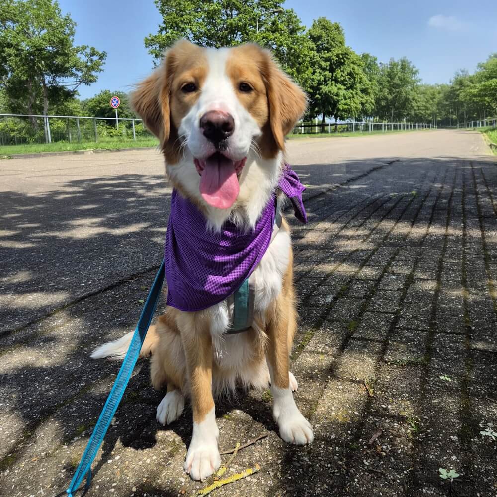 koel bandana hond
