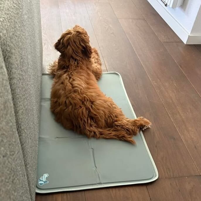 koeldeken hond