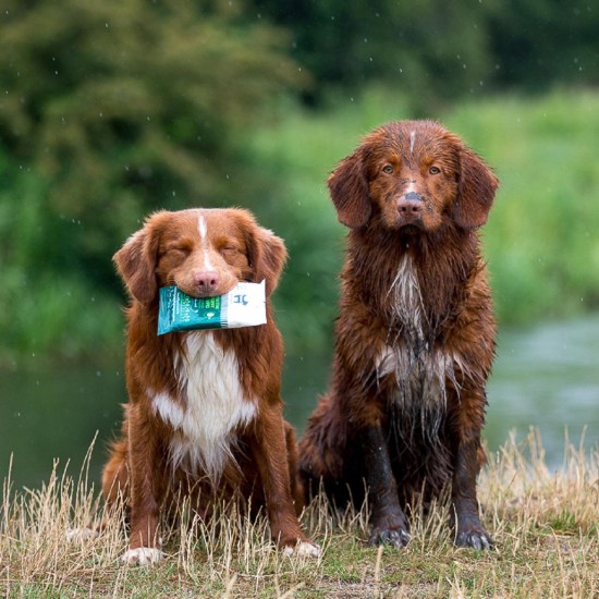 Hownd vochtige doekjes voor de Hond - Afbeelding 2