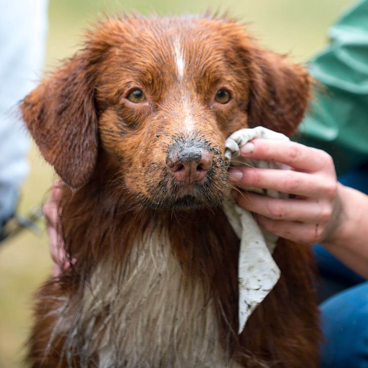 Hownd vochtige doekjes voor de Hond - Afbeelding 3